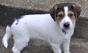 Find and adopt a pet on petfinder today. These Atlanta Based Puppies Are Up For Adoption And In Need Of A Good