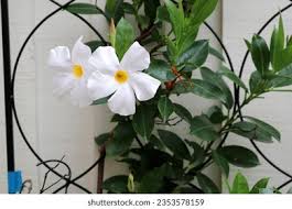 Image result for dipladenie amonea