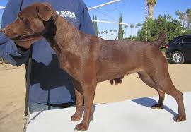 Check Out Http Patterdale Net Patterdale Terrier Puppies For Sale Bred By A Top Breeder Of Patte Patterdale Terrier Patterdale Terrier Puppy Terrier Breeds