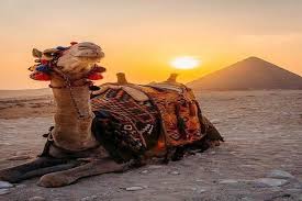 Our guide will pick you up from your hotel, to enjoy an excursion to the pyramids of cheops adventure tour of camel or horse riding excursion at pyramids area.just at your door steps, it's amazing when you tour pyramids of giza by camel or. The Hotel Card Activity Half Day Tour To Giza Pyramids