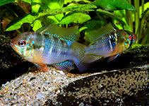 Mikrogeophagus Ramirezi Ram Cichlid Aquarium Ramirezi's dwarf cichlid ime (srp): mikrogeophagus ramirezi ram cichlid