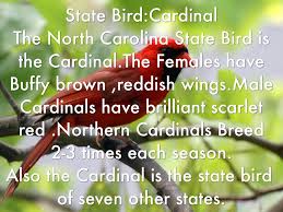 Gray squirrel | state symbols usa skip to main content Symbols By Crystal Cervantes