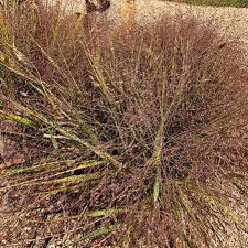 Image result for Eragrostis friesii