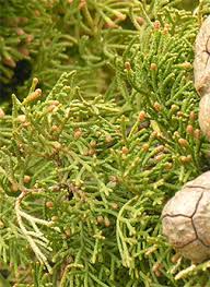 Image result for Cupressus sempervirens