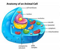 Finally, the cell is wrapped. Cell Structure And Function Working With Animals Information And Facts