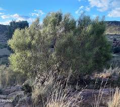 Image result for Searsia acuminatissima