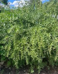 Image result for Lycium