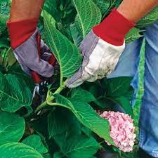 Tips For Growing Gorgeous Hydrangeas Growing Hydrangeas Grow Gorgeous Planting Hydrangeas