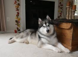 The current median price for all alaskan malamutes sold is $1,100.00. Kwik Pak Alaskan Malamutes About Us