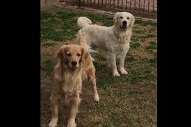 Maybe you would like to learn more about one of these? Sandy Marin Has Golden Retriever Puppies For Sale In Peoria Az On Akc Puppyfinder Puppies For Sale Retriever Puppy Puppies For Sale Near Me