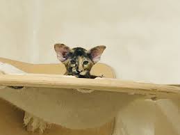 The best selection of purebred oriental kittens for sale. Oriental Shorthair For Sale In The City Of Moskva Russian Federation Price 1000 Announcement 2323