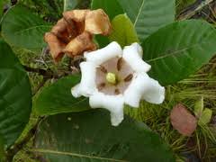 Image result for Limnophyton angolense