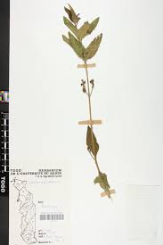 Image result for Lantana ukambensis