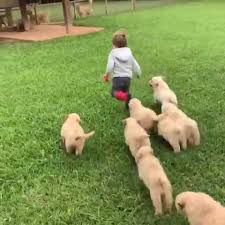 Newborn Golden Retriever Puppy Imitates Owner S Howl Jukin Media Inc