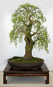 Check spelling or type a new query. 150 Wee Treez Ideas In 2021 Bonsai Tree Bonsai Garden Bonsai Art