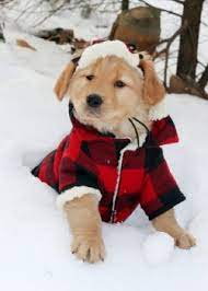 Do Dogs Need Coats 4 Tips From A Vet