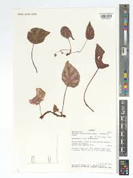 Image result for Begonia quadrialata
