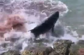 Salah seorang warga pulau kapota, aswar mengatakan warga yang menemukan pertama kali langsung melaporkan penemuannya. Warga Potong Paus Sperma Kerdil Yang Terdampar Di Pantai Minyaknya Diambil Halaman All Kompas Com