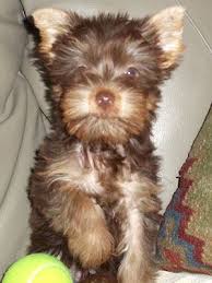 Teacup Black And Brown Yorkie A Chocolate Yorkie Looks Just Like Mine When He Was A Puppy Yorkie Puppy Yorkie Cutest Dog Ever
