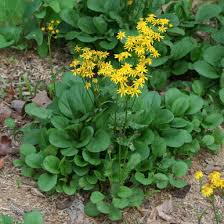 Image result for Laportea ovalifolia