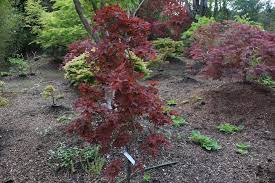 Acer Palmatum Red Star Japanese Maple Secret Garden Acer Palmatum