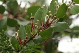 Image result for Tapinanthus erectotruncatus