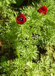 Image result for Aeollanthus ukamensis