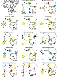 Image result for Strombosiopsis tetrandra