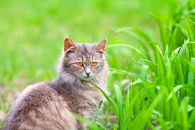 We have all seen cats eat grass.but why do they do it? Do Indoor Cats Need Grass Feline Follower