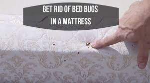 Use a recycler on state contract. How To Get Rid Of Bed Bugs In A Mattress The Top Mattress