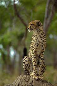 Cheetah At Mala Mala Reserve South Africa Animals Beautiful Animals Wild African Animals