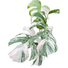 Image result for Selago albomarginata