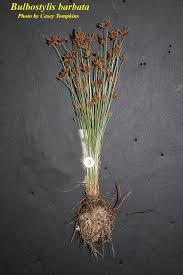 Image result for Bulbostylis trabeculata