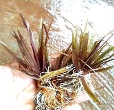 Image result for Blyxa hexandra