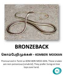 See full list on in.gov Bronzeback In 2021 Poisonous Snakes Tree Tops Indian Animals