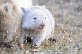 Image result for Common wombat