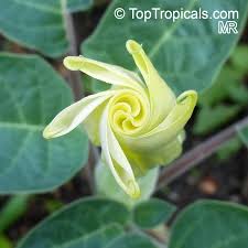 Image result for Datura inoxia