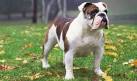 - Virginia Dog Rescue - ADOPTIONS - Rescue Me!