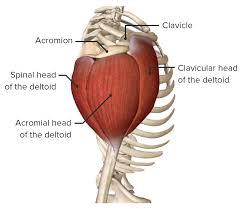 Normal anatomy, variants and checklist. Shoulder Complex Concise Medical Knowledge
