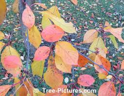 Autumn cherry trees are stunning and unique, offering up small clusters of flowers not once but twice a year. Colorful Cherry Leaves In Autumn Picture