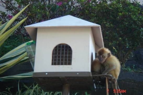 monkey's house | monkey's house | nadsmarlyn | Flickr