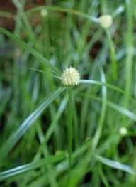 Image result for Cyperus sp.no.6