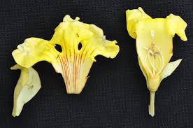 Image result for Markhamia obtusifolia