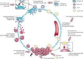 Less common types of mesothelioma include pericardial mesothelioma, which. Novel Therapies For Malignant Pleural Mesothelioma The Lancet Oncology