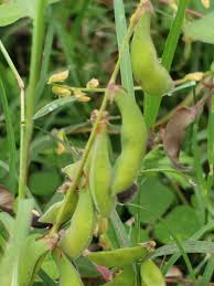 Image result for Rhynchosia holstii