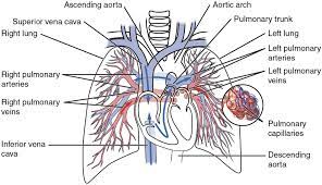 Pulmonary Circulation Wikipedia