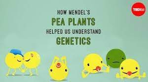 Six Creative Ways To Teach Genetics | Teacher Network | The Guardian