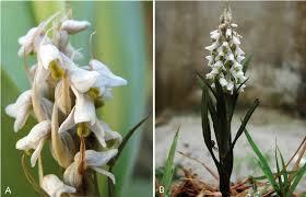 Image result for Zeuxine