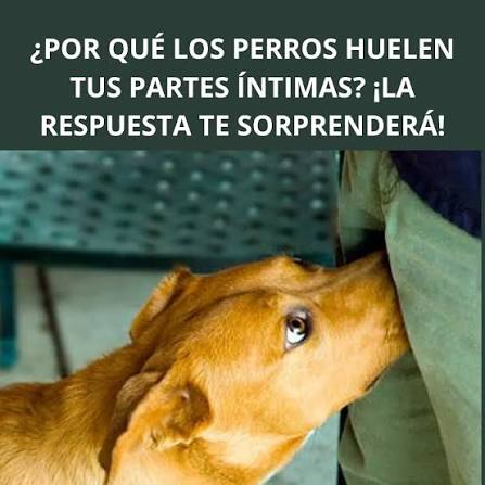 Sabías que si los perros huelen tu parte íntima es porque 🤔... Ver más
