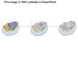 If the box says you are incorrect close the box and try again. 0914 Animal Cell Medical Images For Powerpoint Powerpoint Slide Presentation Sample Slide Ppt Template Presentation